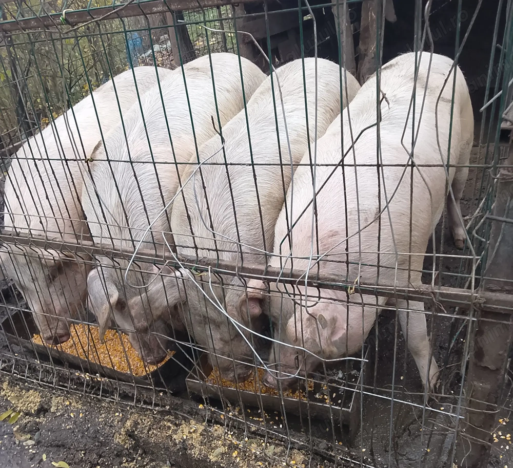 De vânzare porci 
