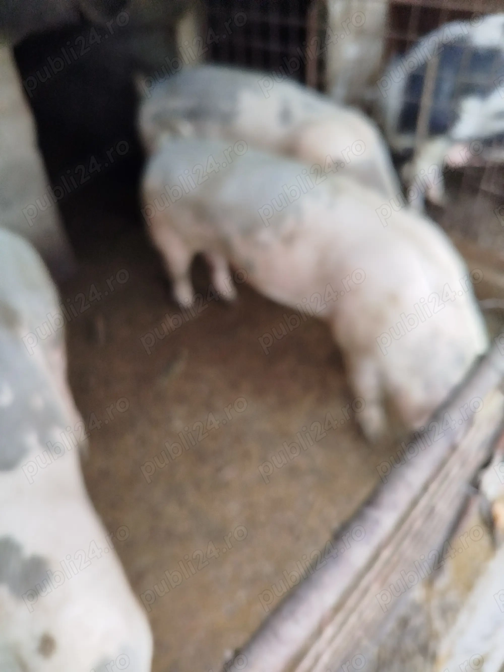 Vand porci crescuti fara concentrate