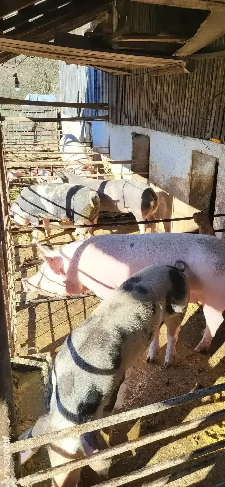 vand porci crescuti natural 