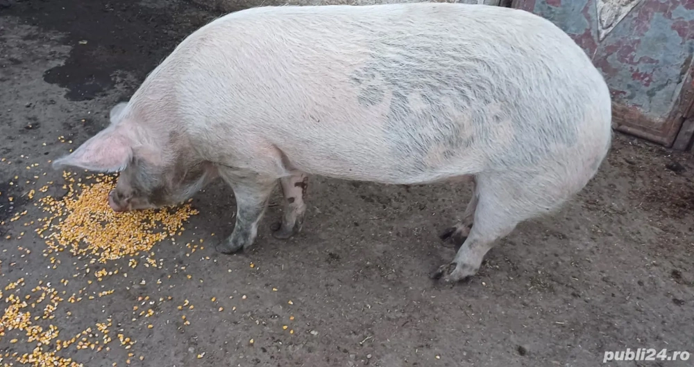 Vând porc pt sacrificare 