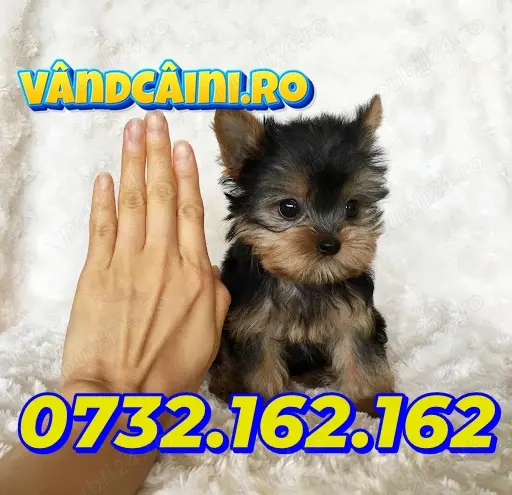 Hrana GRATUITA-Yorkshire terrier Toy- Calitate genetica-Factura-Microcip-Transport la Bucuresti