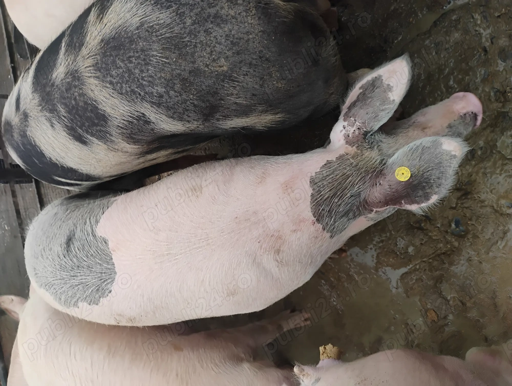 Vând porcii marele alb cu petrean 