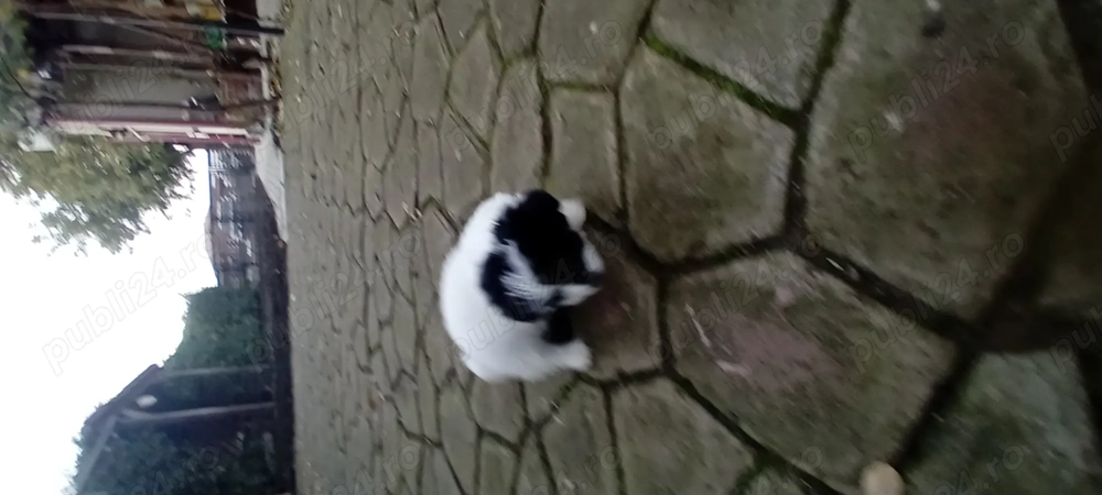 Bichon havanez fetita