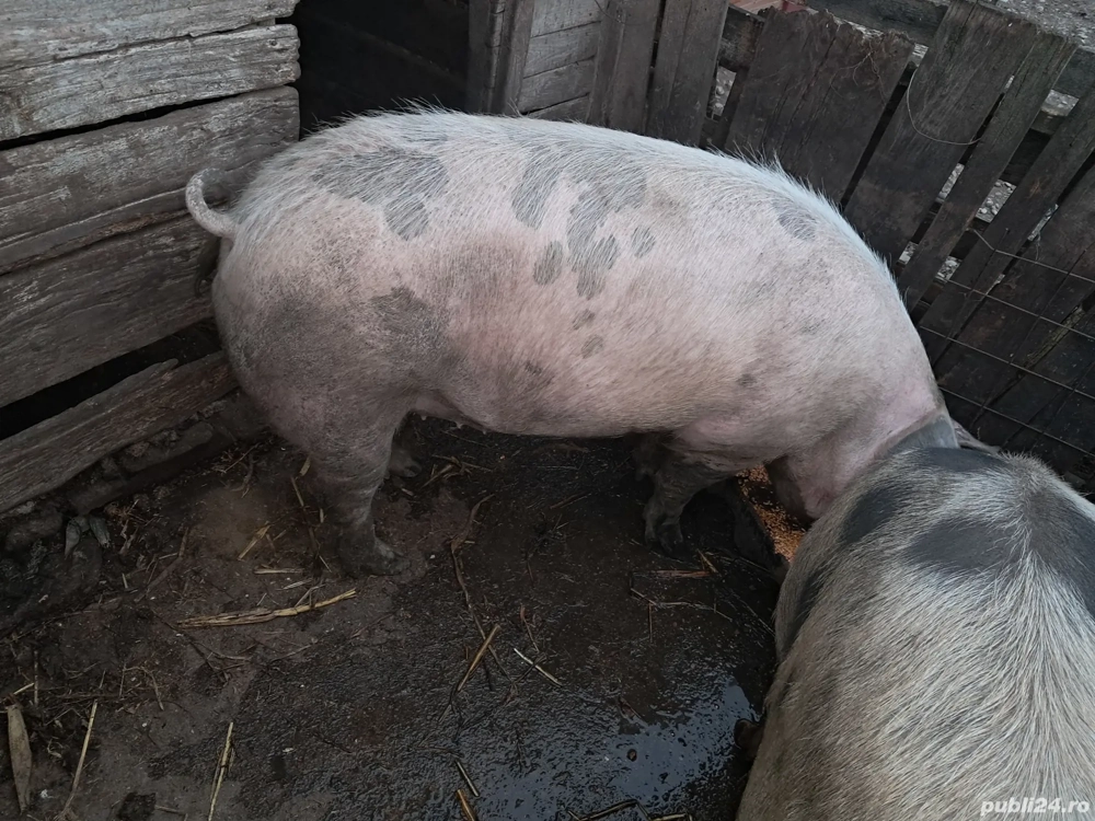 Porci de vânzare 