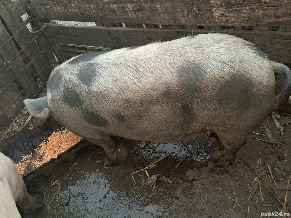 Porci mari de vânzare 