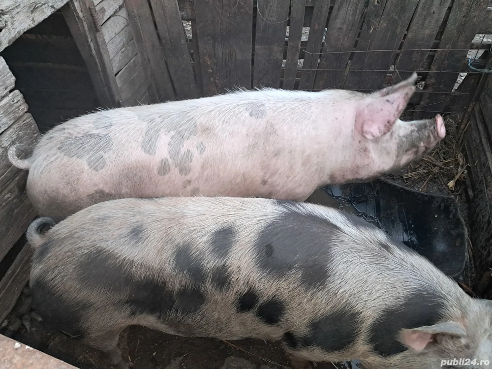 Porci mari de vânzare 