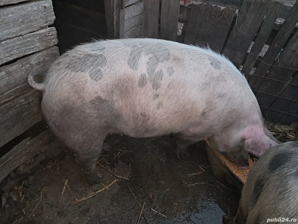 Porci de vânzare 