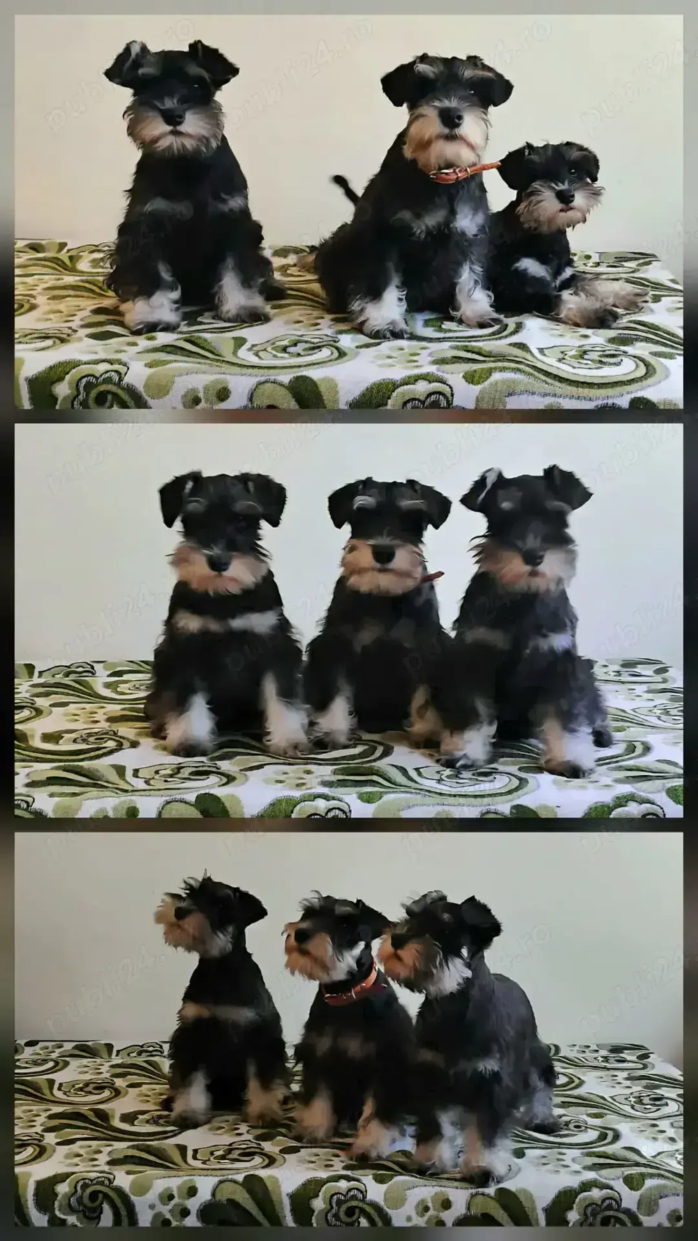 Schnauzer Pitic Negru-Argintiu cu pedigree 