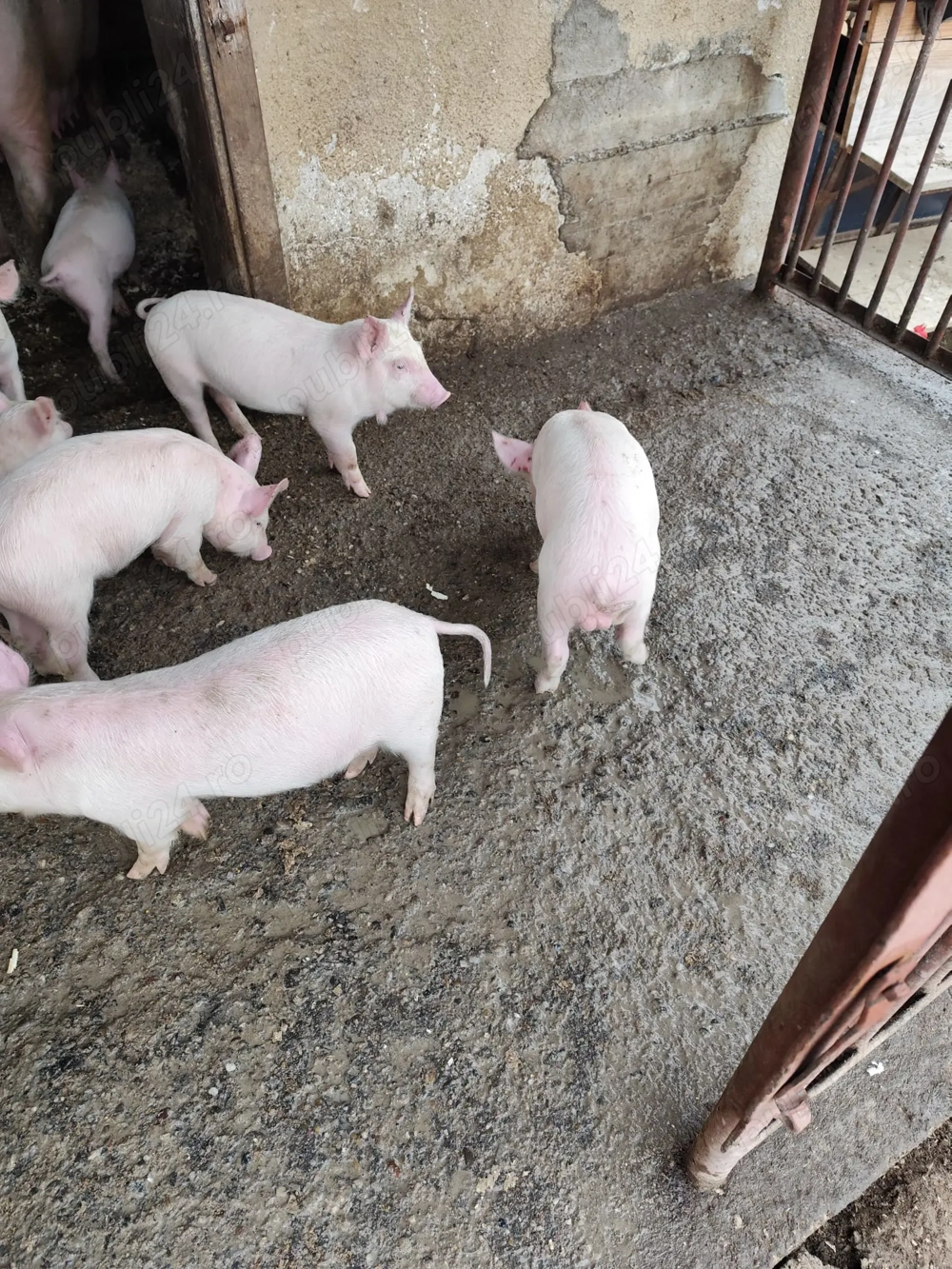 De vânzare purceluși de 7 săptămâni foarte mâncăcios pentru mai multe detali sunați la nr: 