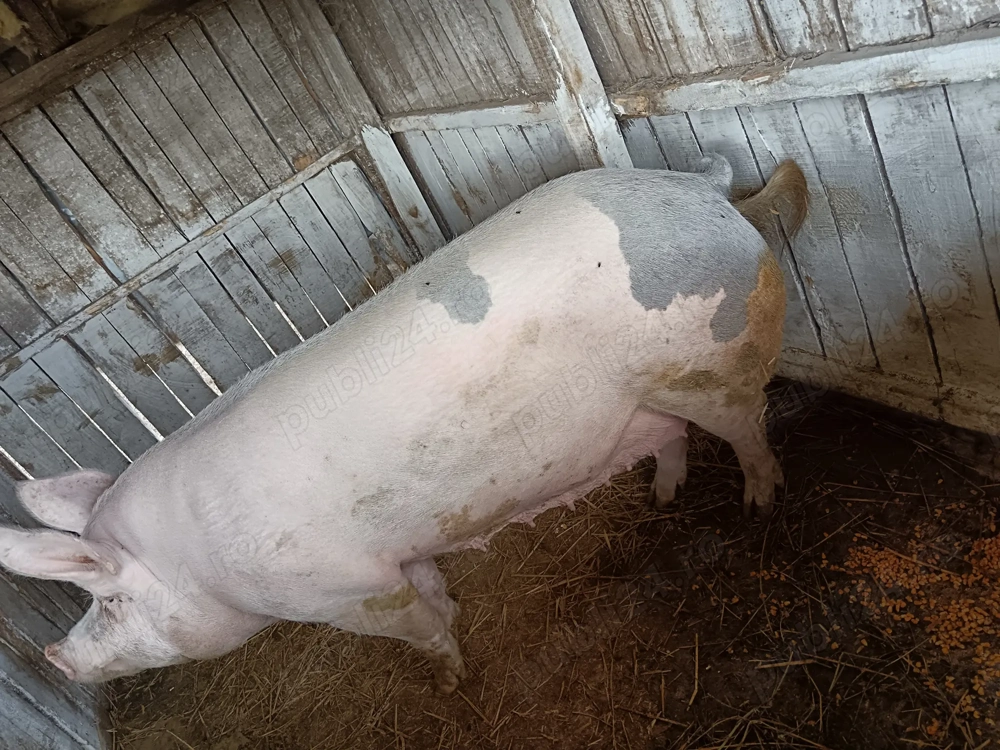 250 280 kg 13 lei kg