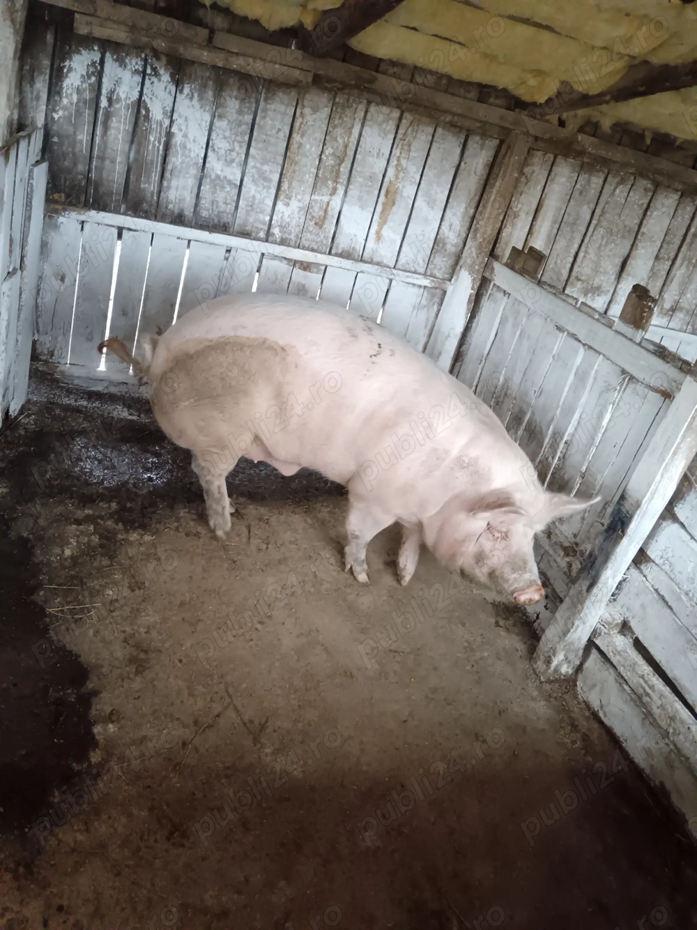 250 280 kg 10 lei kg