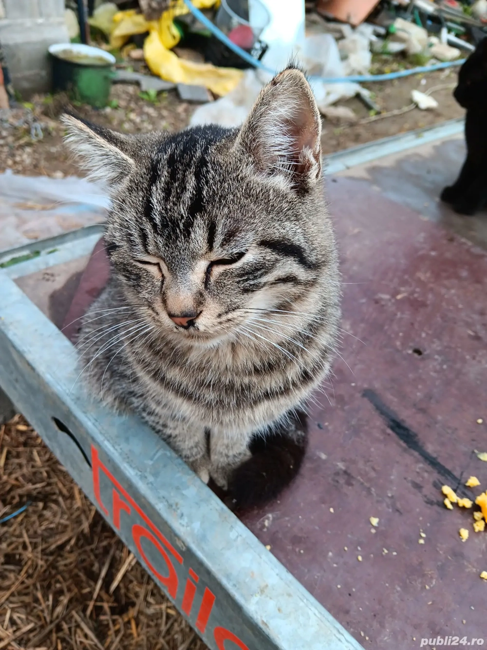 pisicuțe de vânzare 