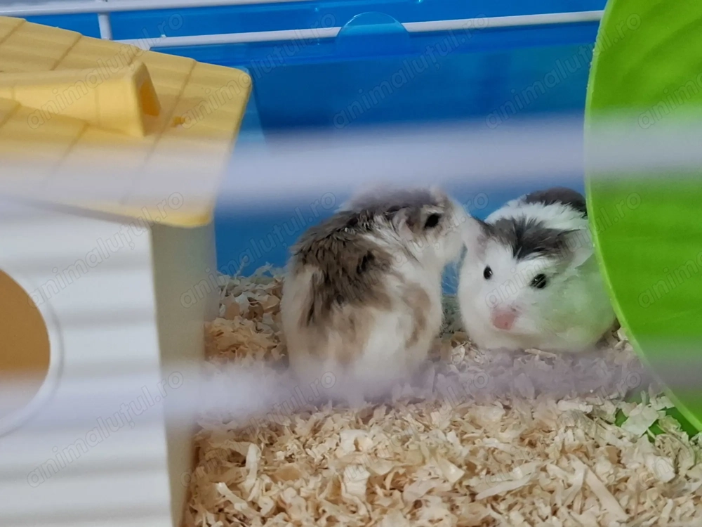 Donez 2 hamsteri mici si draguti