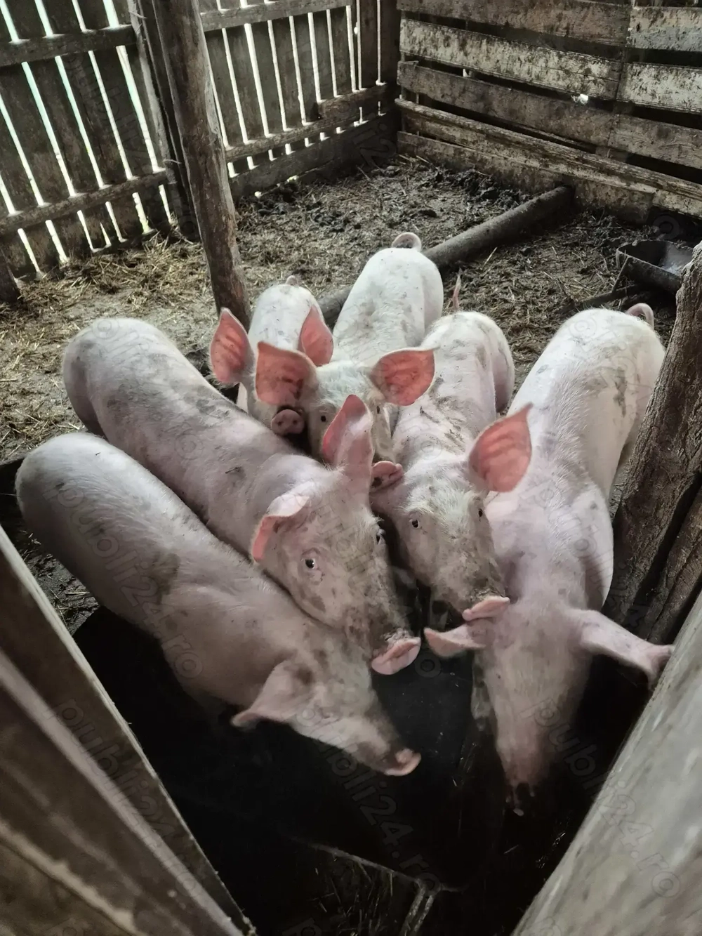 Porci de vanzare de tara 