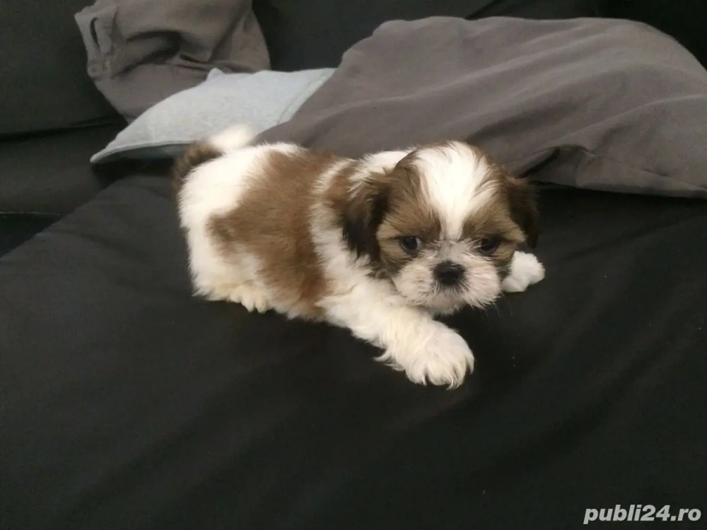 shih-tzu talie mica