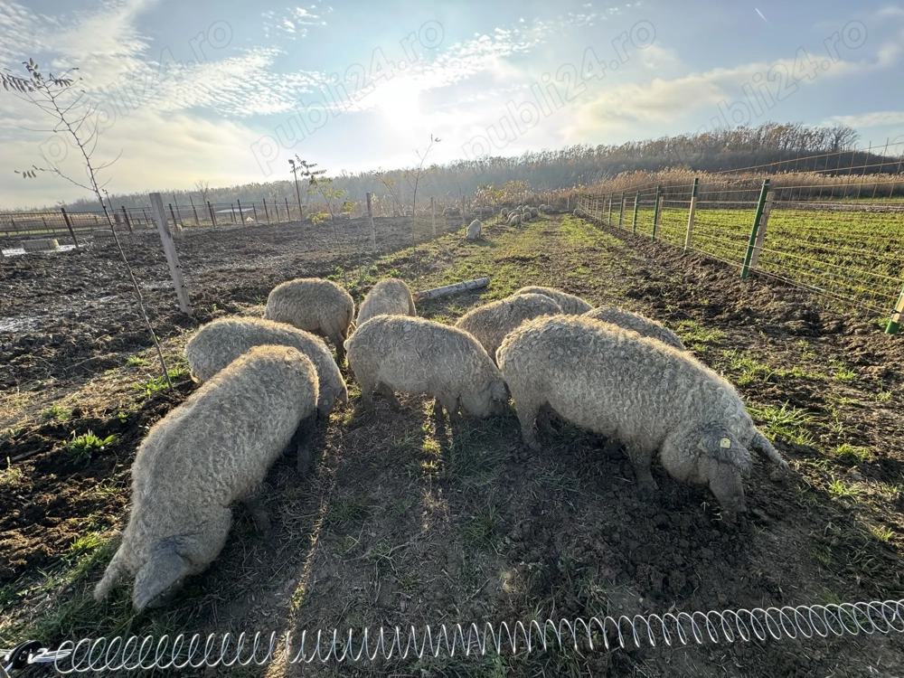 Purcei Mangalita Blonda - atat pt Craciun cat si mici medii de reproductie