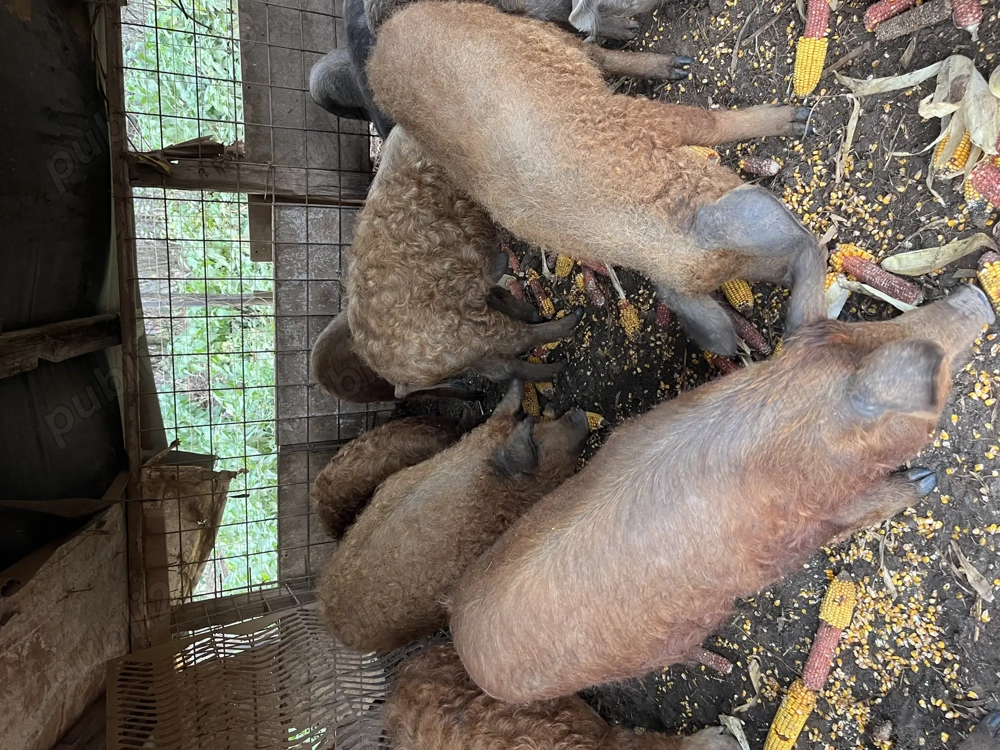 Vand porci mangalita! Aproximativ 50-60kg!