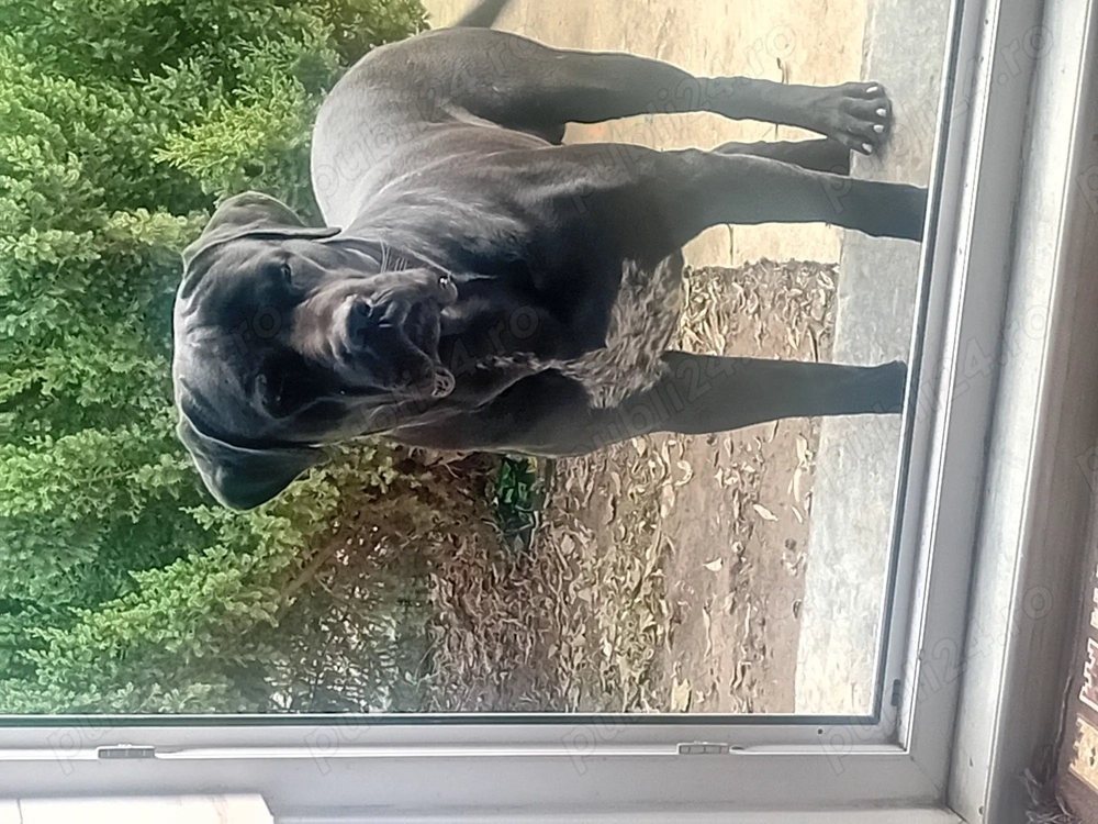 Vând cane corso