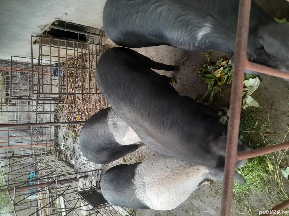 Vindem porci bazna pentru sacrificat. 