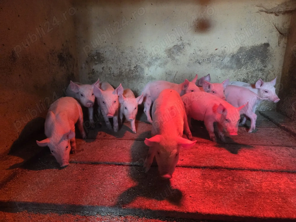 Purceluși și grăsuni de vânzare 