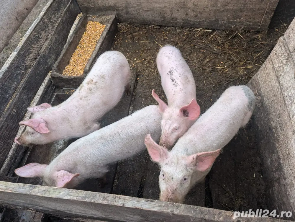 Porci de vanzare 
