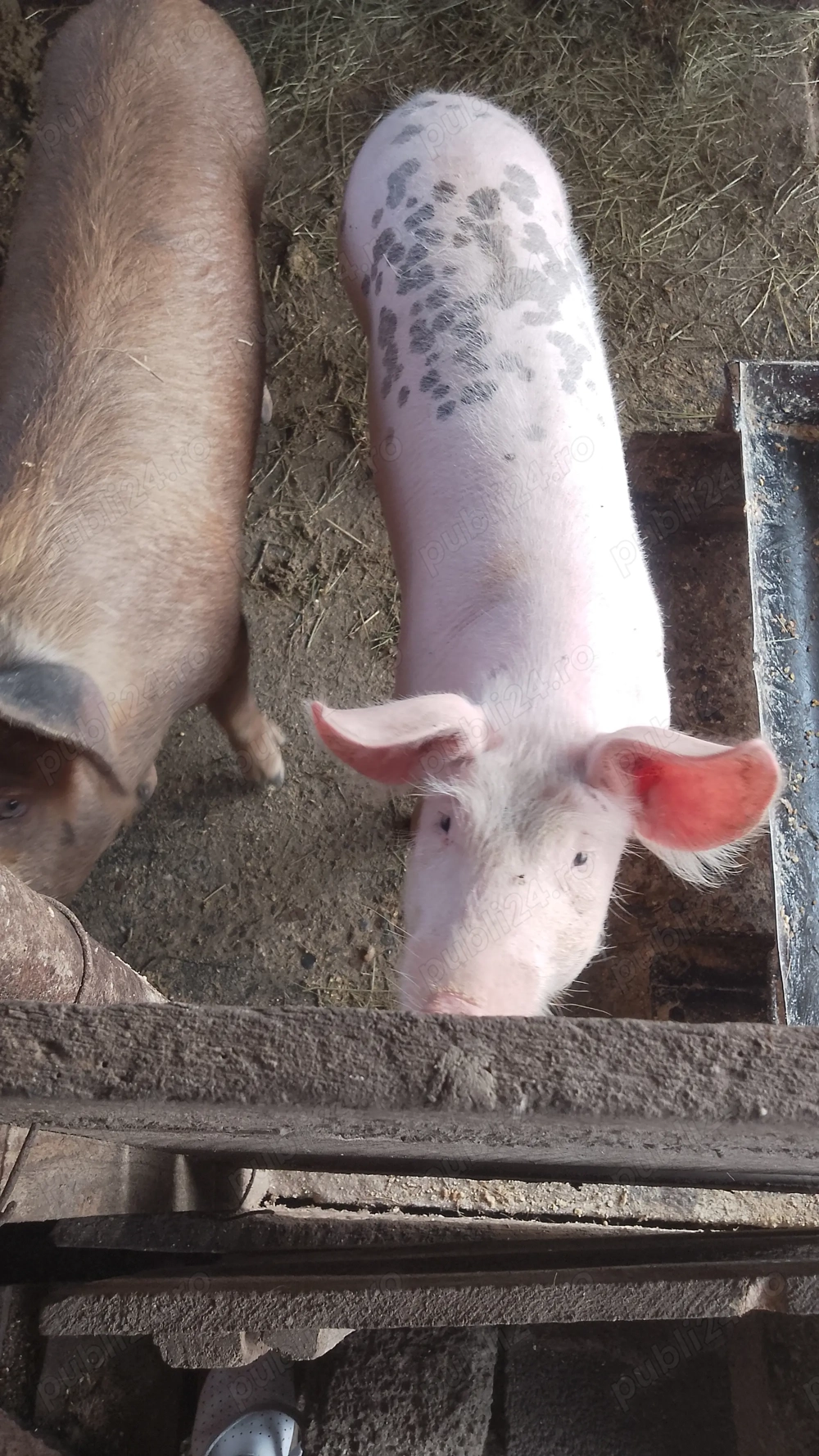 Porci de vânzare Dâmbovița 