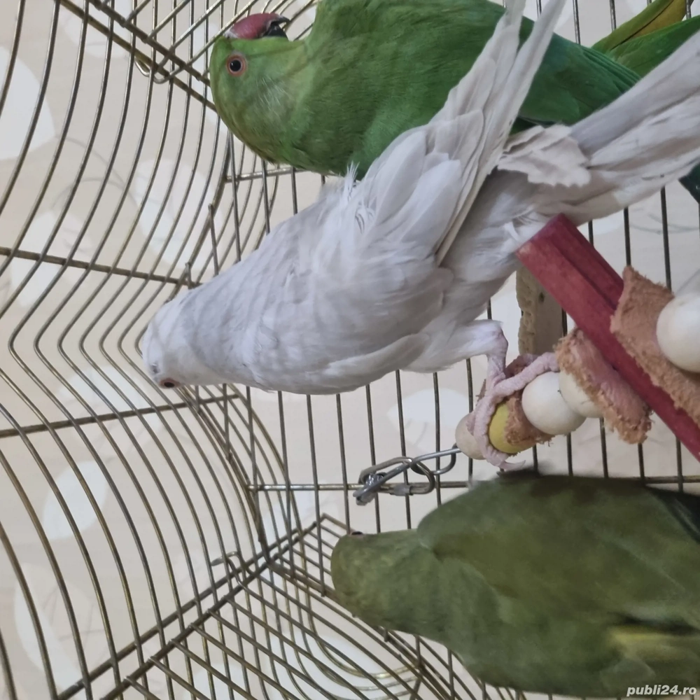 vînd papagal micul Alexandru 