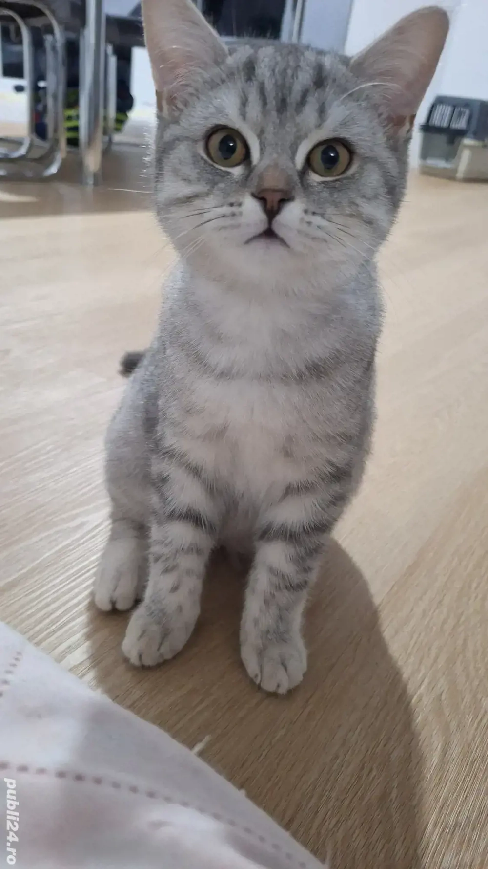 Pisicuțe British Shorthair 