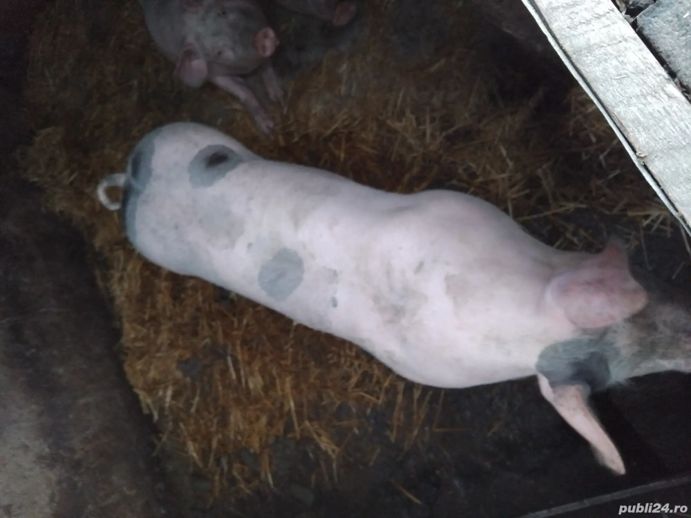 Vand porci Pietrain pentru Craciun