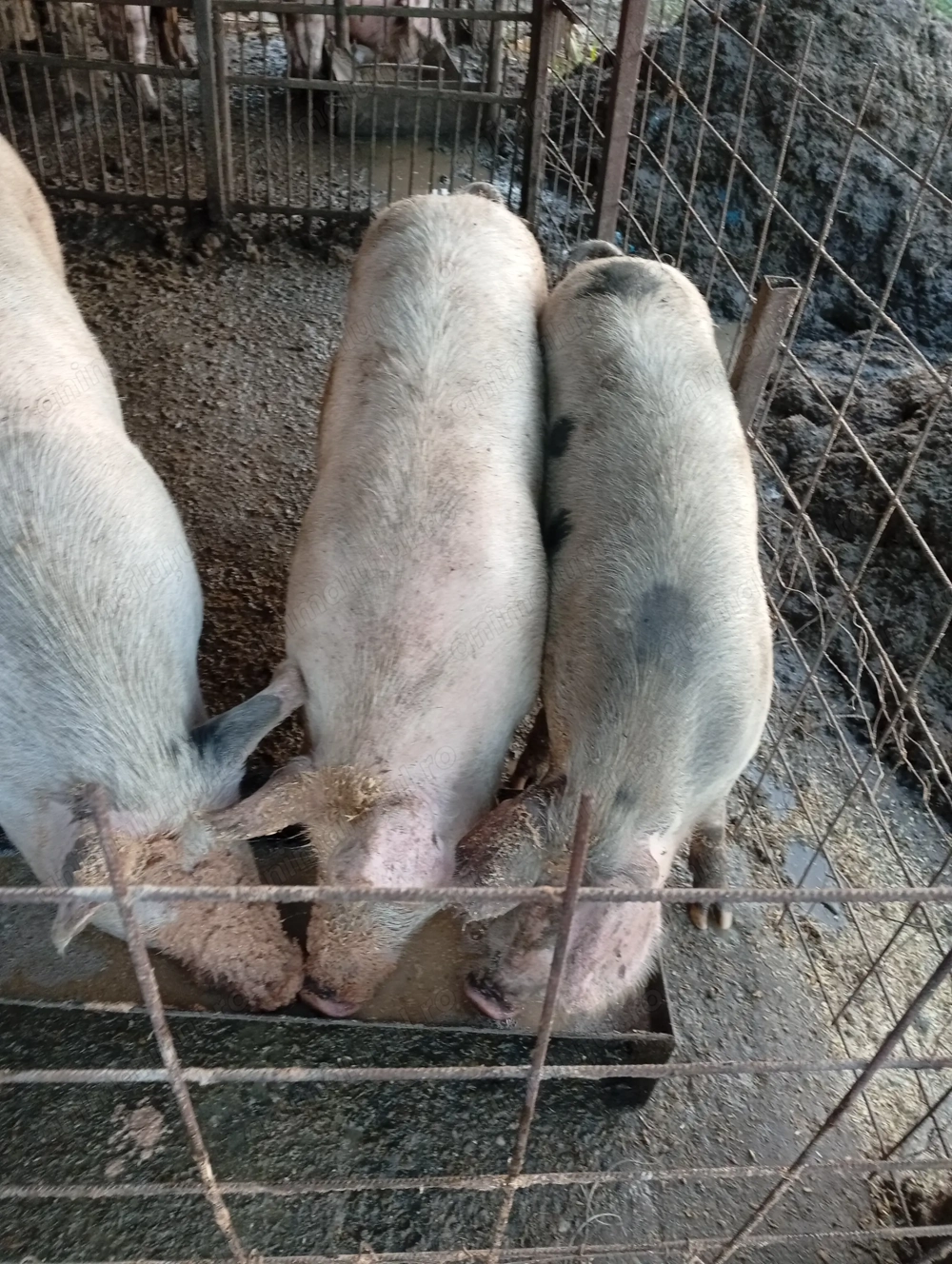 De vânzare porci  crescuți natural în gospodăria proprie.