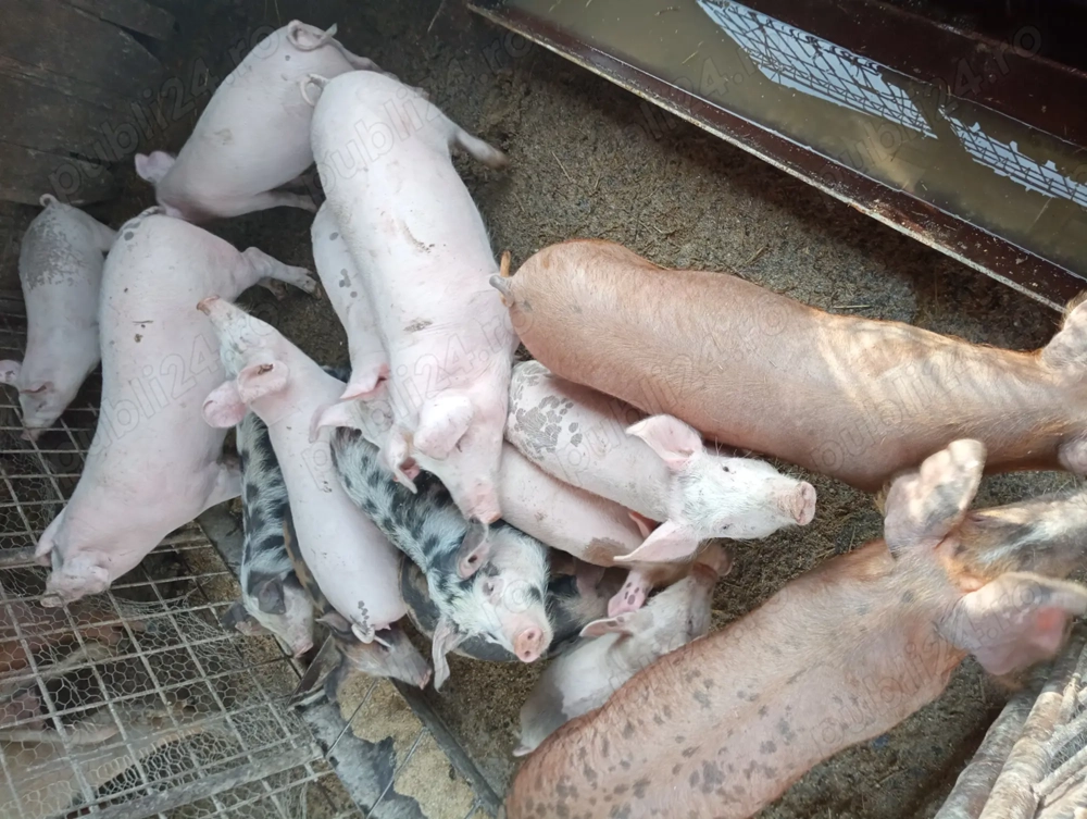 Porci de vanzare 