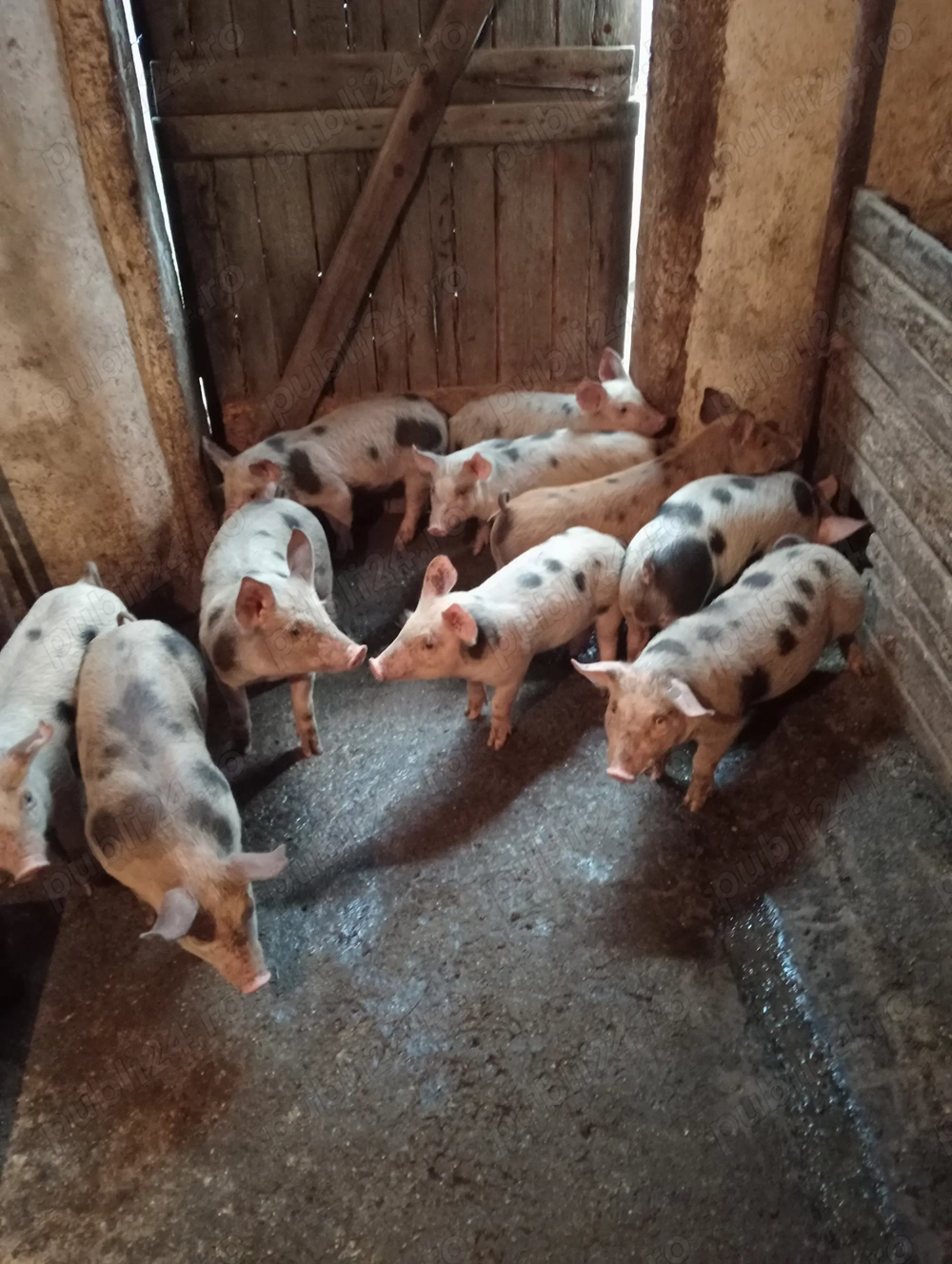 Purcei cu 500 lei negociabil