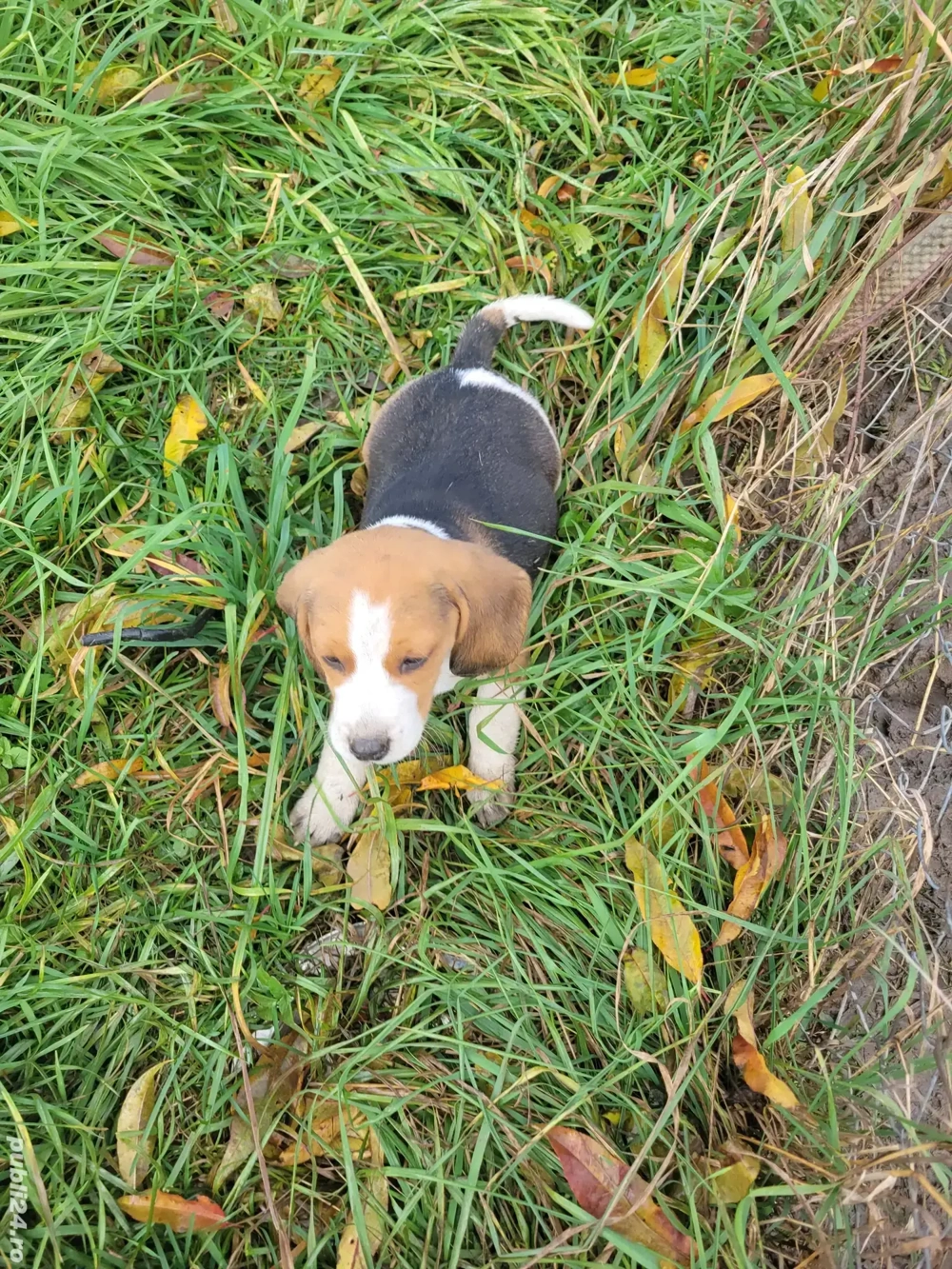 Beagle tricolor. 