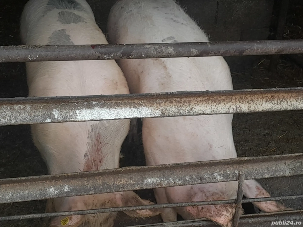 vand porci dela 100 kg la 170 