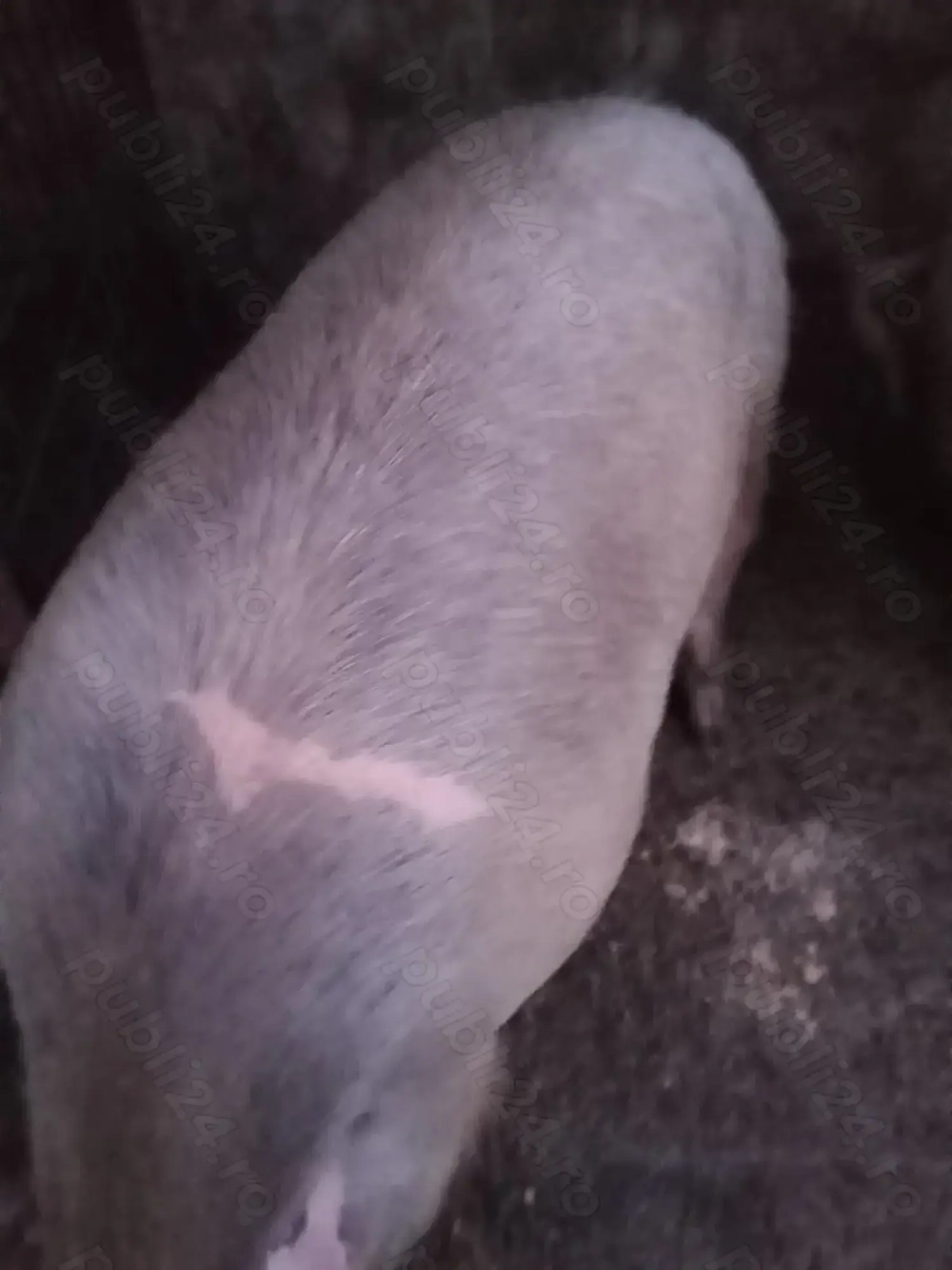 Vind porc ,rasa pietrean