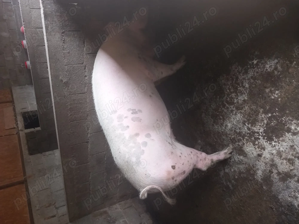 Porci de sacrificat!