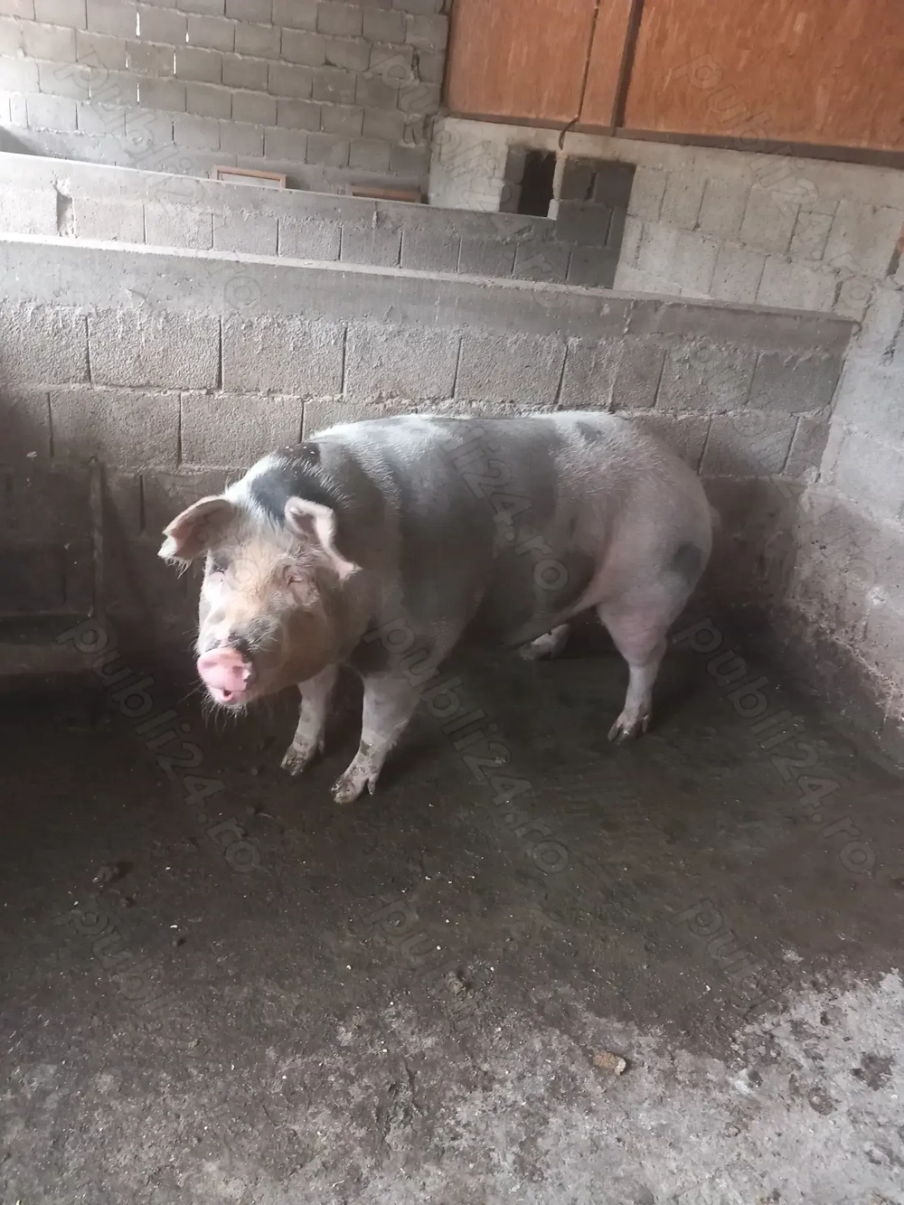 Porci de sacrificat!