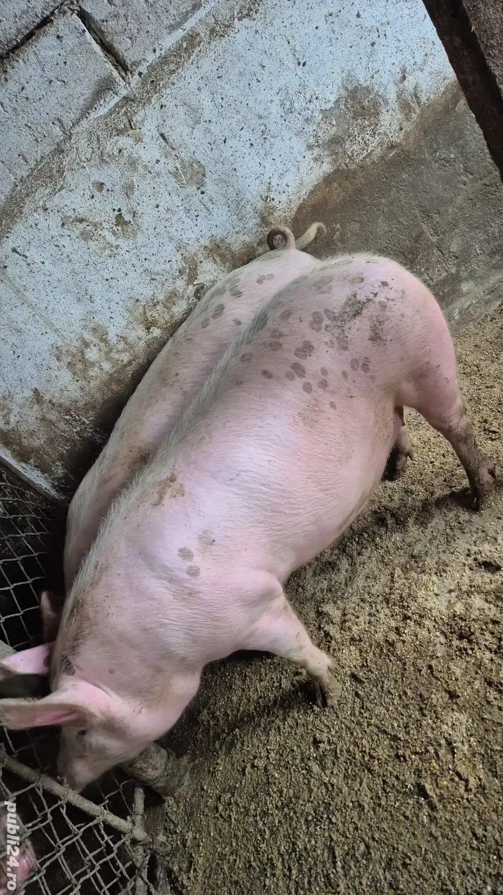 Porci diverse greutăți 