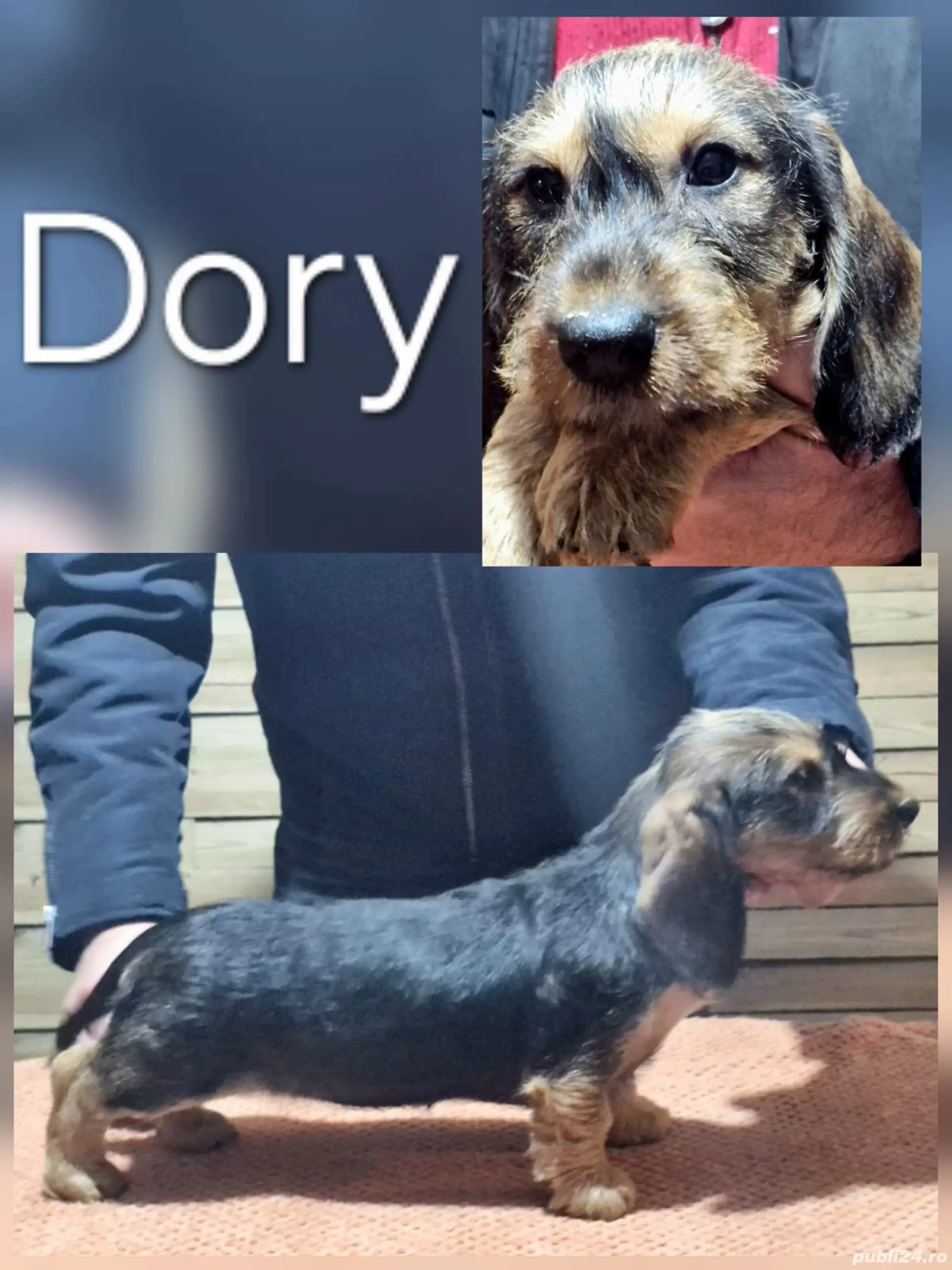 Teckel standard cu păr sârmos 