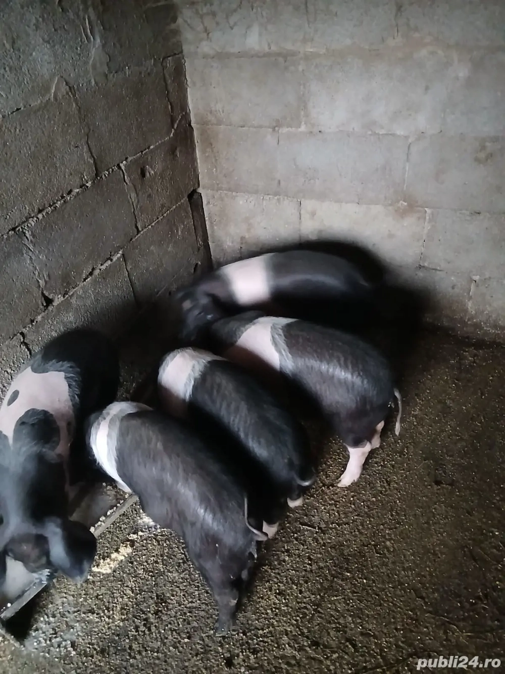 Vând purcei bazna cu acte F3 + factura 