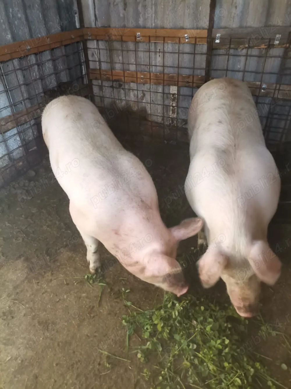 Vând porc gras 15lei kg 