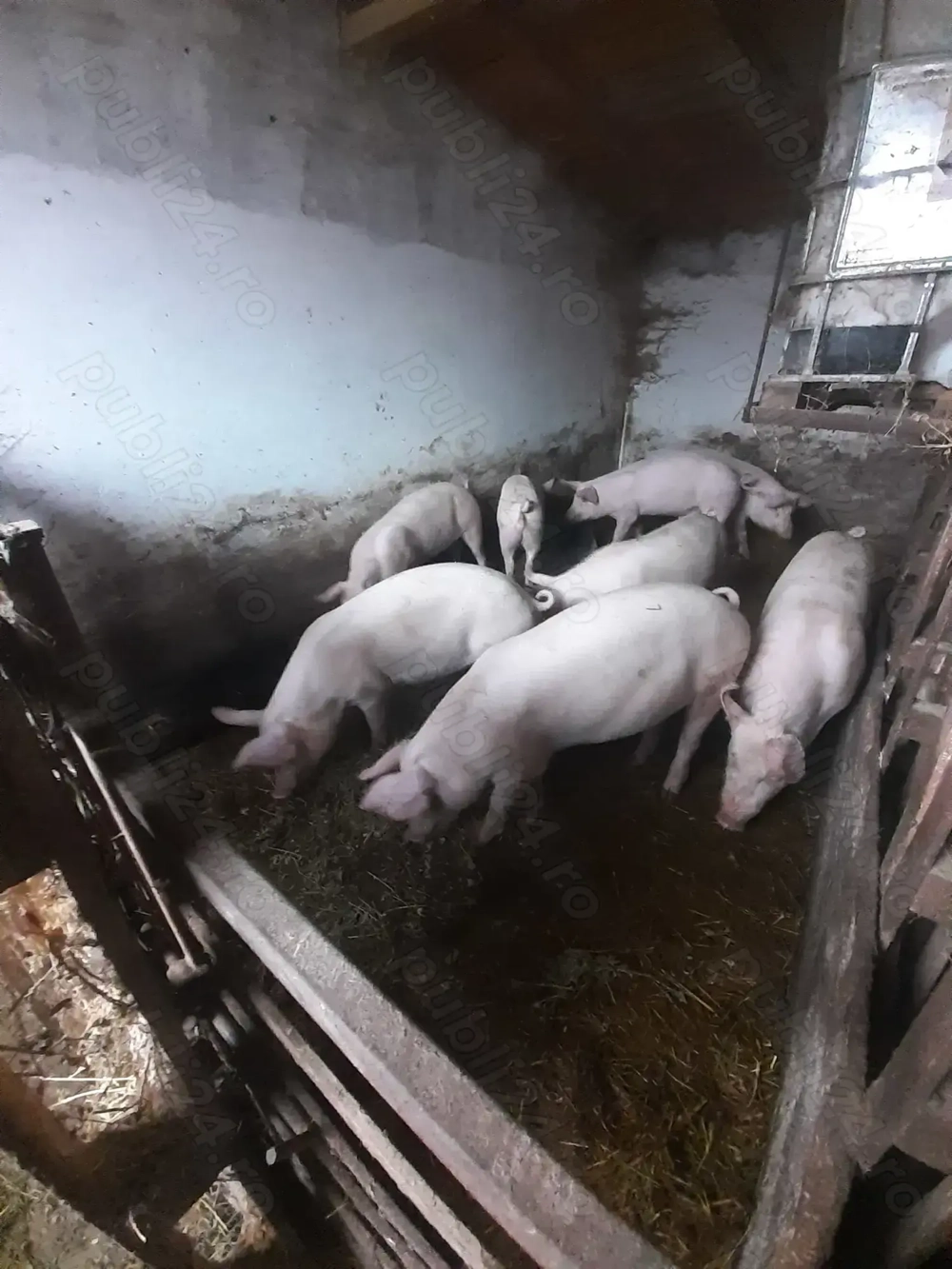  Vand porci 90-110 kg rasa carne