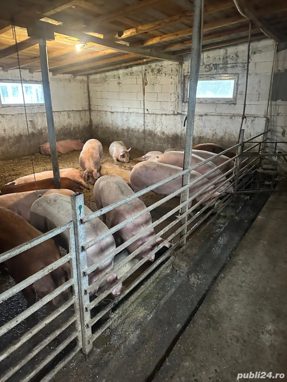 porci de carne 11 lei kg 