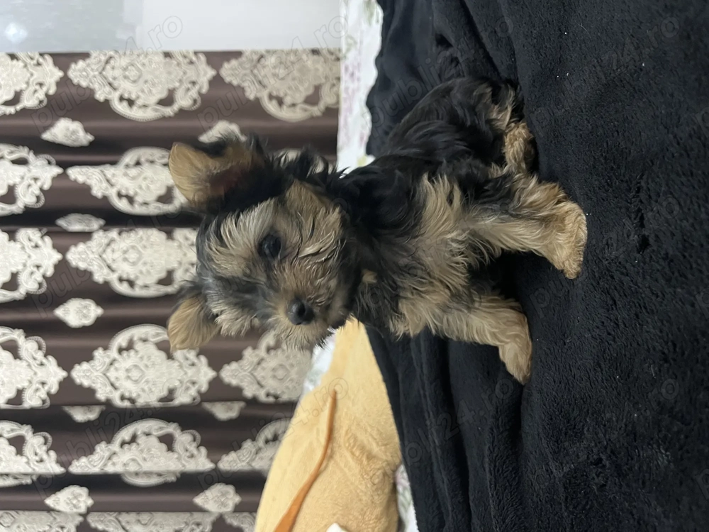 Yorkshire terrier talie mică 
