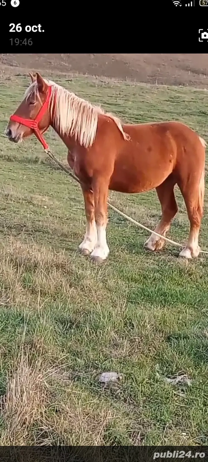 vînd o mînză semigrea de 1 an și 6 luni 