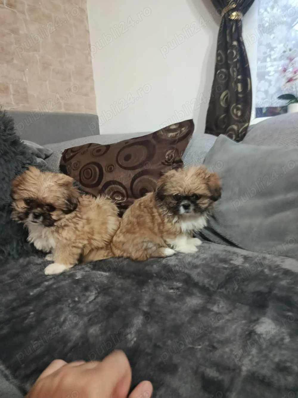 Shihtzu mini toy