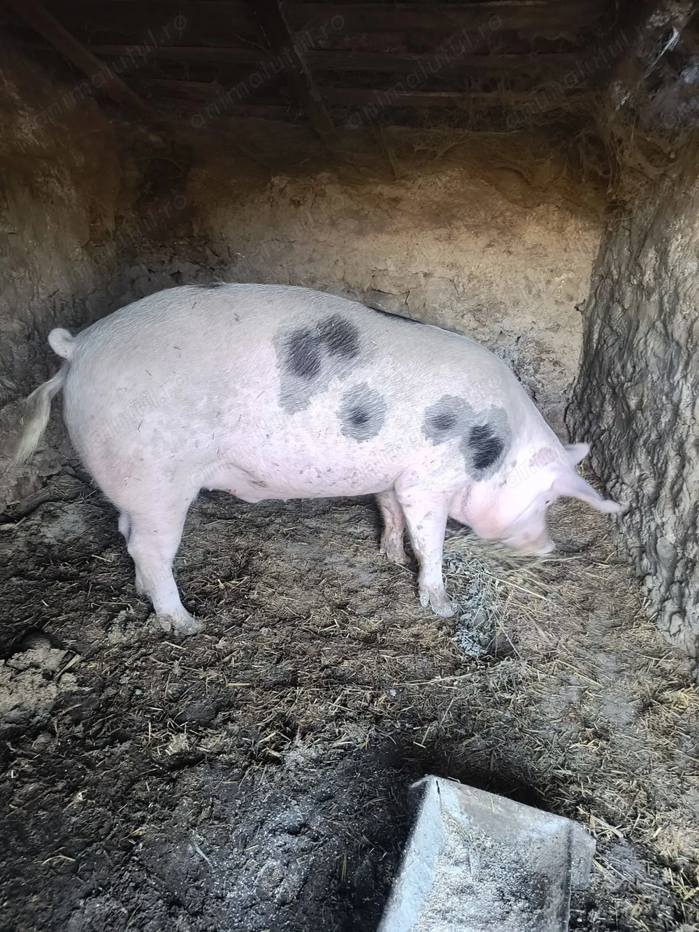 Porc de vânzare 15 lei kg