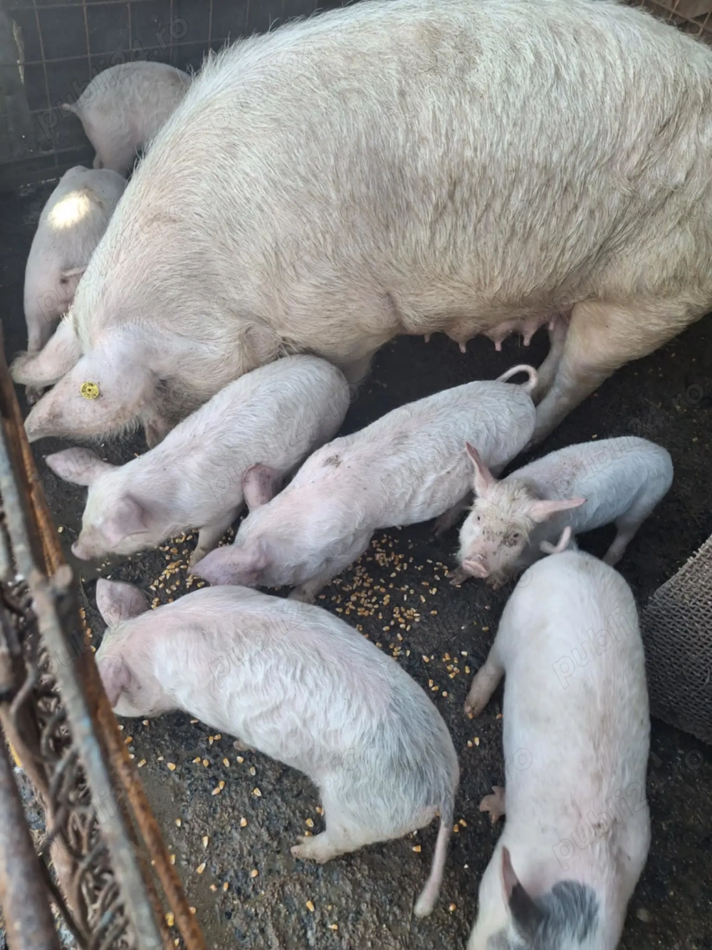 Vind purceii de 2 luni și jumate 