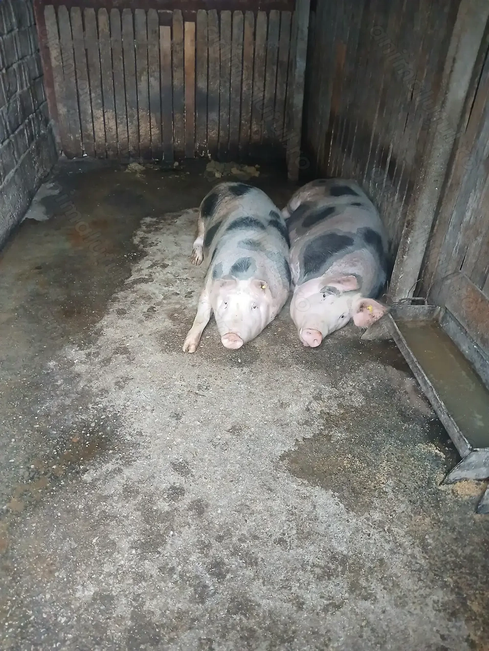 Porci de vanzare crescuti bio