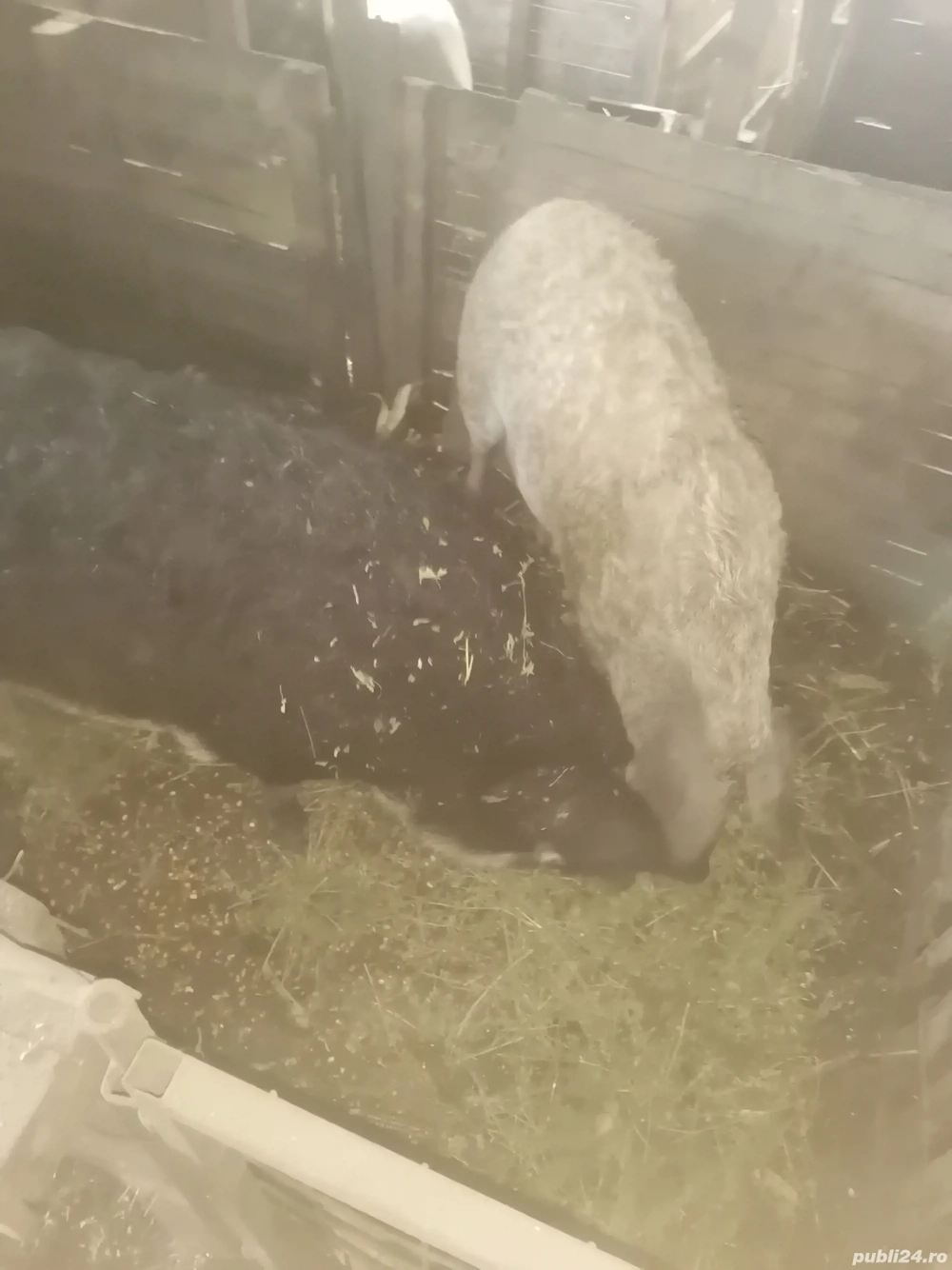 Vând scroafa Mangalita 